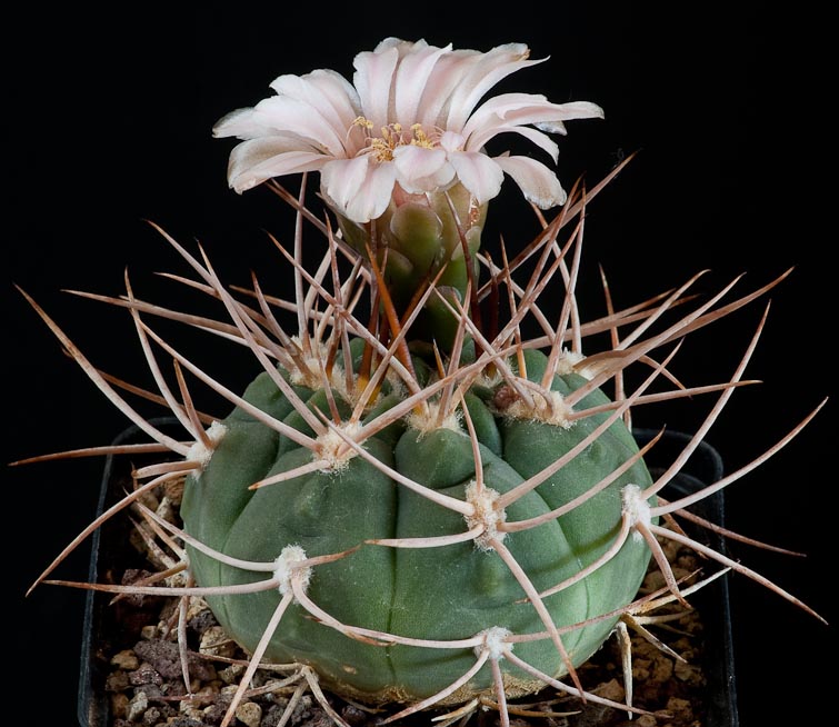 Gymnocalycium nidulans